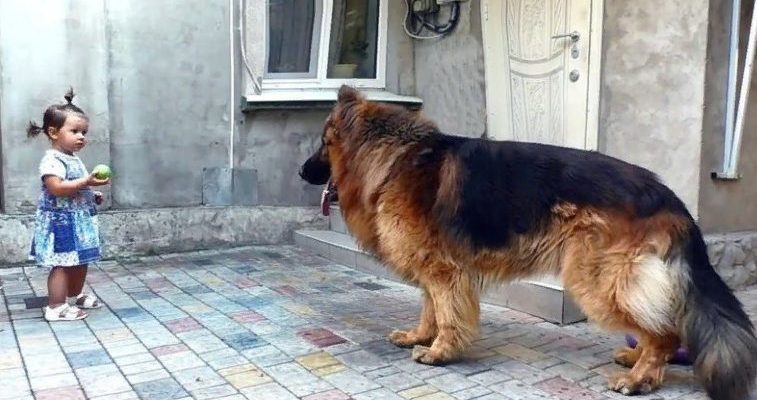 La petite fille a sauvé un gros chien du marché. Personne ne l’aimait, mais il voulait juste de la chaleur et du bonheur