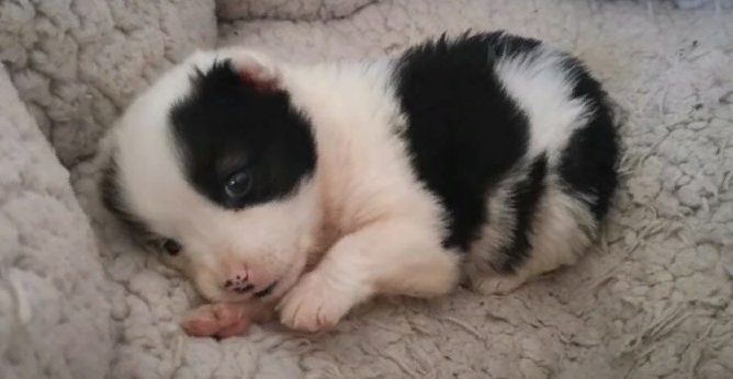 Une femme a trouvé un petit chiot dans une cage dans une décharge abandonnée et l’a sauvé