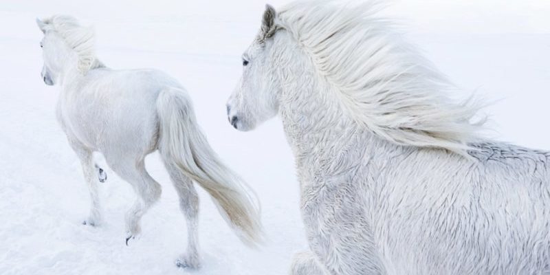 Le photographe a capturé les fabuleux chevaux errant dans le paysage épique de l’Islande