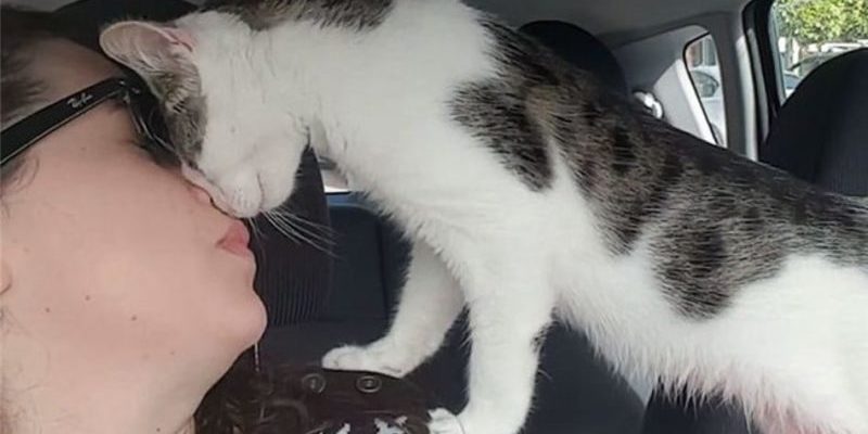 Un chat sauvé des heures avant la mort ne peut s’empêcher de remercier son sauveur sur le chemin du retour