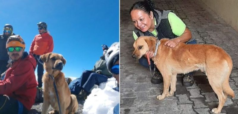 Des alpinistes remontent la montagne pour sauver un chien échoué qui les a accompagnés jusqu’au bout