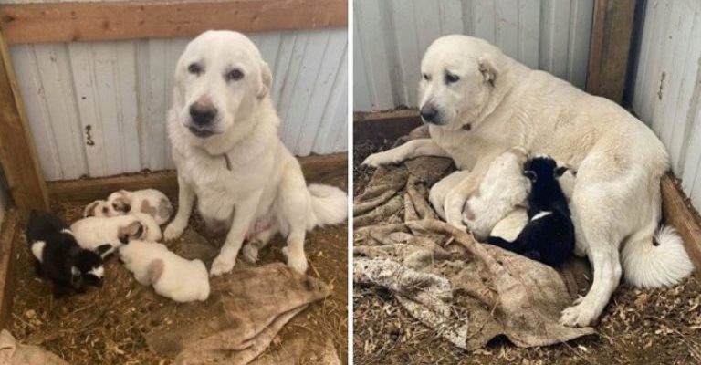 Une mère chienne adopte une chèvre abandonnée par sa mère et la nourrit comme l’un de ses chiots