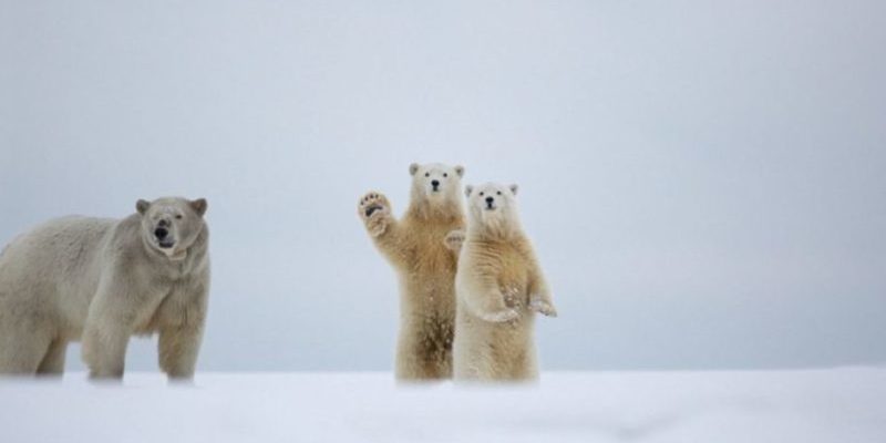 Un ourson polaire semble faire signe à un photographe en Alaska