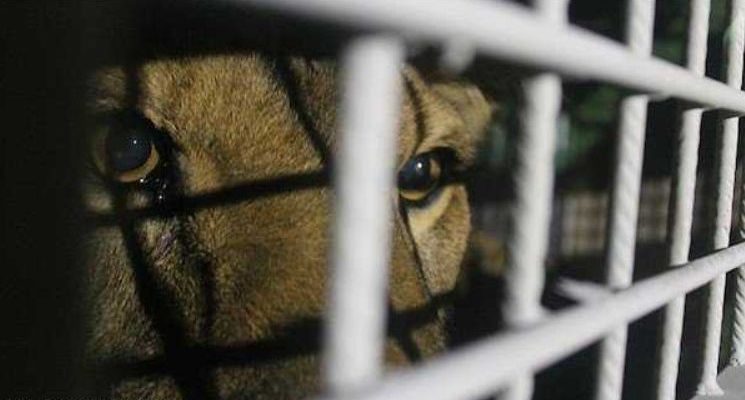 Lions emprisonnés dans le cirque rentrent chez eux en Afrique après une vie de misère