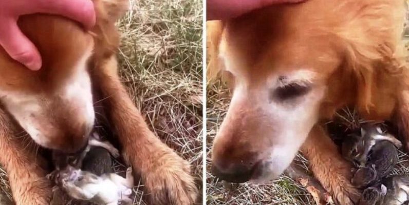 La femme a pensé que son chien avait attrapé les poussins, puis a regardé le chien entre les pattes et a été surprise