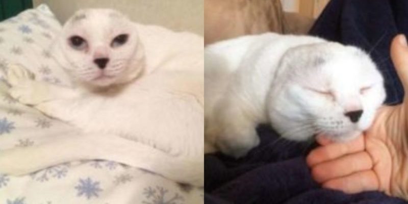 Un chat âgé qui a perdu ses oreilles a un propriétaire qui pense qu’il est parfait