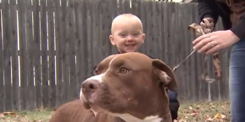 Après avoir adopté ce chien personne ne voulait qu’il attrape le bambin par le col de la chemise