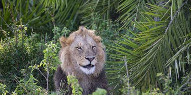 Le roi de la jungle surprend le photographe avec un rugissement effrayant, puis lui fait un clin d’œil et lui sourit