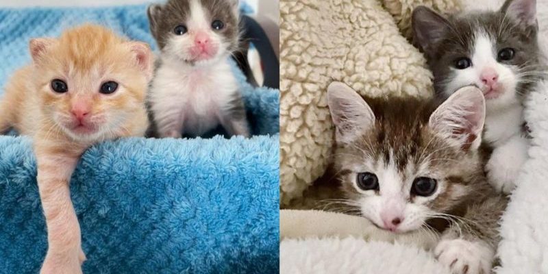 Le chaton rattrape ses compagnons de portée avec sa volonté farouche, malgré toutes les difficultés