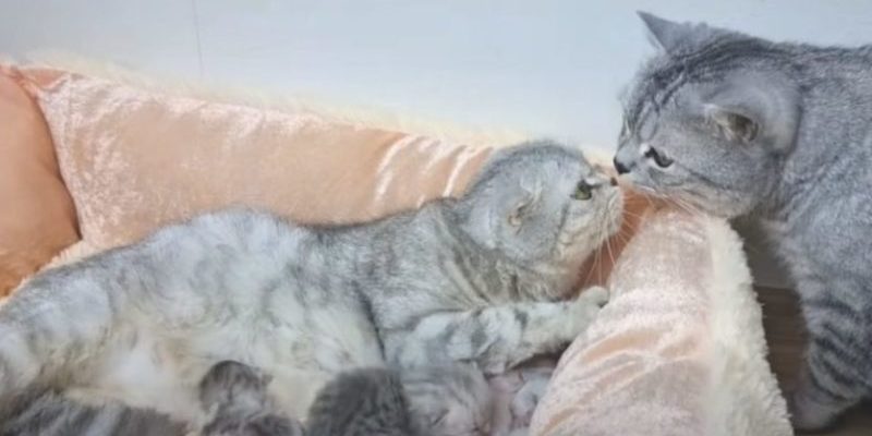 Père chat rencontre ses chatons nouveau-nés pour la toute première fois