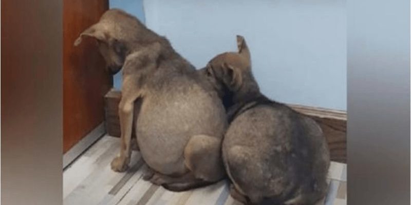 Deux chiots sans-abri effrayés se sont accrochés les uns aux autres avec des ventres gonflés