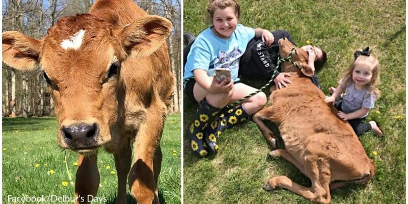 Une vache qui a échappé au boucher en raison de sa petite taille est adoptée par une famille qui la prend pour un chiot