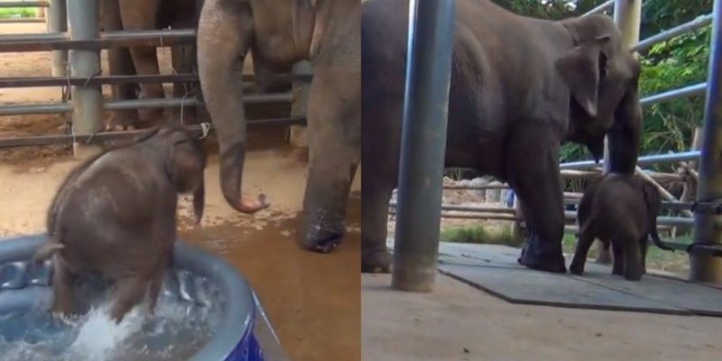 Maman baigne son bébé éléphant pour la première fois : il a conquis tout Internet