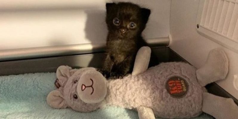 Un ambulancier a secouru un chaton qui rampait sur la route