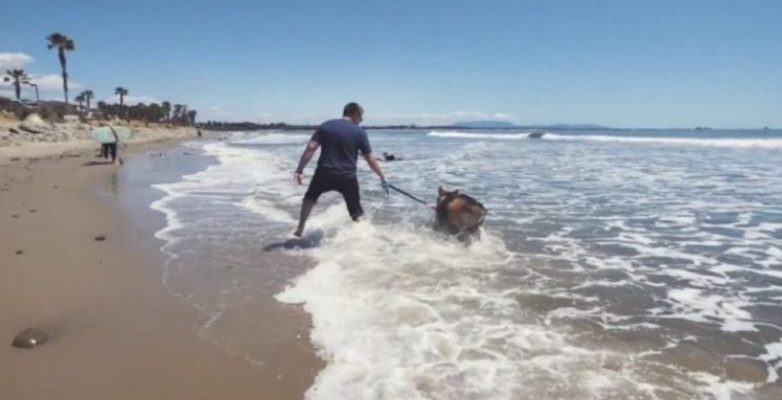 Le chien qui a passé ses années en chaîne est déjà sauvé et adoré de son propriétaire