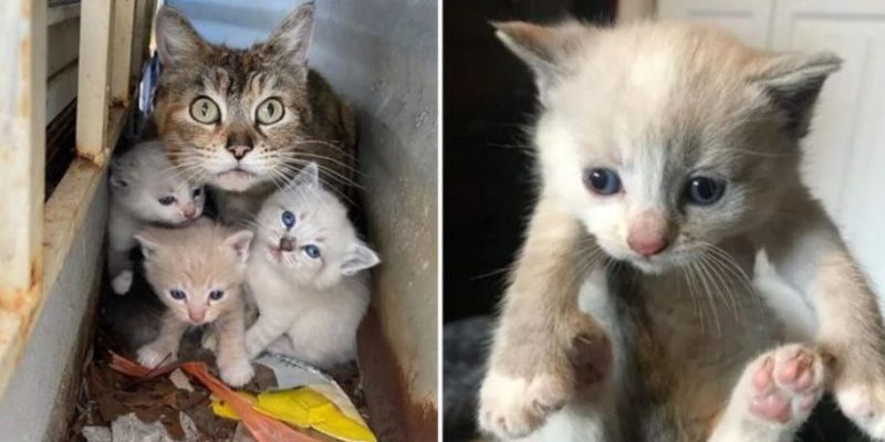 Apparaît dans un jardin sale, ce chat protège ses petits