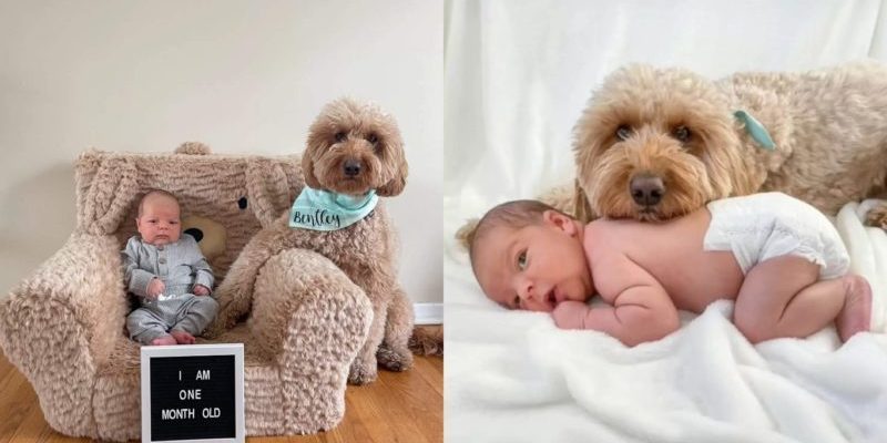 Le chien insiste sur le fait que la famille ne peut pas prendre en photo un nouveau-né sans sa présence