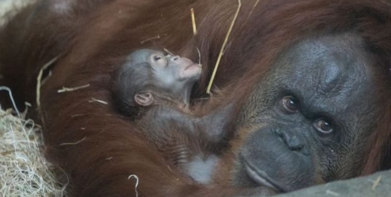 Le zoo célèbre la naissance d’un orang-outan en danger critique d’extinction le week-end de la fête des mères