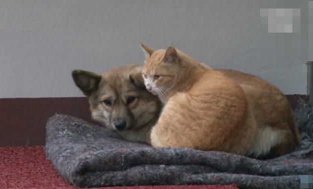 Un chat errant réconforte un chien abandonné jusqu’à ce qu’ils soient tous les deux secourus