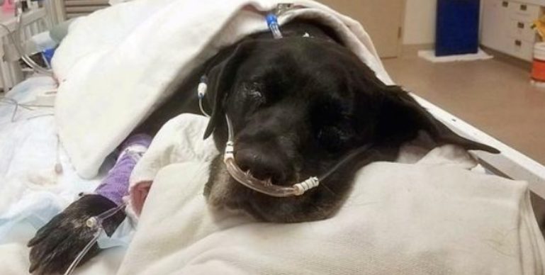 Une mère chienne abandonnée dans un refuge en raison de complications à la naissance perd ses 21 chiots