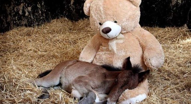 Un poney abandonné par sa mère trouve du réconfort dans un ours en peluche