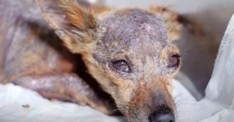 Trois maladies le tuaient lentement et son corps faible était sur le point d’abandonner