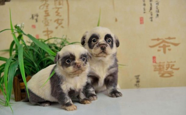 Ces adorables chiots voleront votre cœur pour ressembler à des petits pandas miniatures