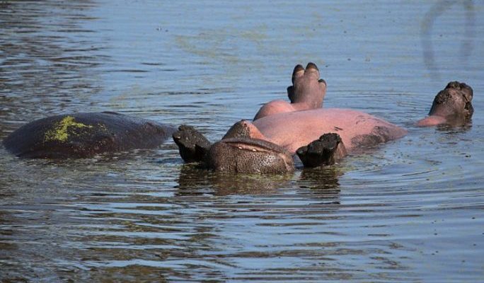 Un hippopotame paresseux et amoureux du soleil nage dans l’eau en prenant un bain de soleil