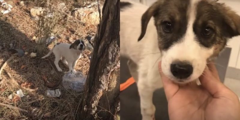 The puppy was crying in pain after the owner left him in the forest and hugged his rescuers in gratitude