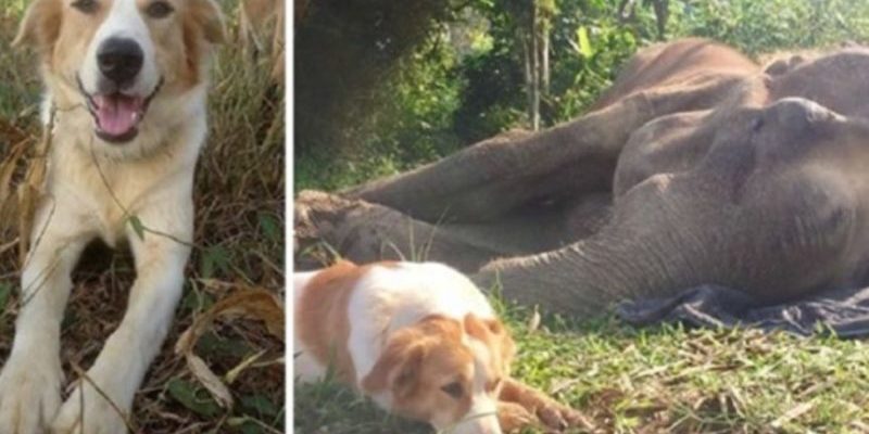 Ce chien a refusé de quitter l’éléphant dans les dernières heures de sa vie