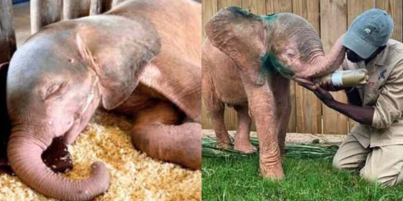 Un groupe de volontaires a libéré un petit éléphant albinos coincé dans un piège