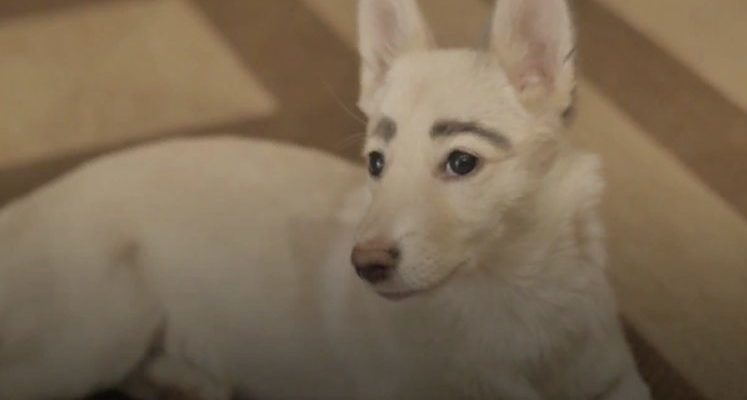 Un chiot sans-abri aux sourcils humains naturels a enfin trouvé un foyer permanent