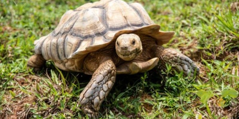 Une semaine plus tard, la tortue disparue a retrouvé sa famille