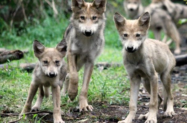 Moment incroyable : une famille de loups pose devant la caméra