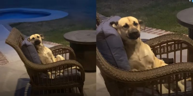 Chaque matin, quand il se réveillait, il pouvait voir ce chien assis sur une chaise, remuant joyeusement la queue