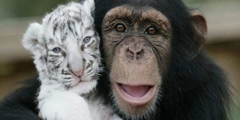 Le chimpanzé a adopté deux tigres et est devenu leur mère