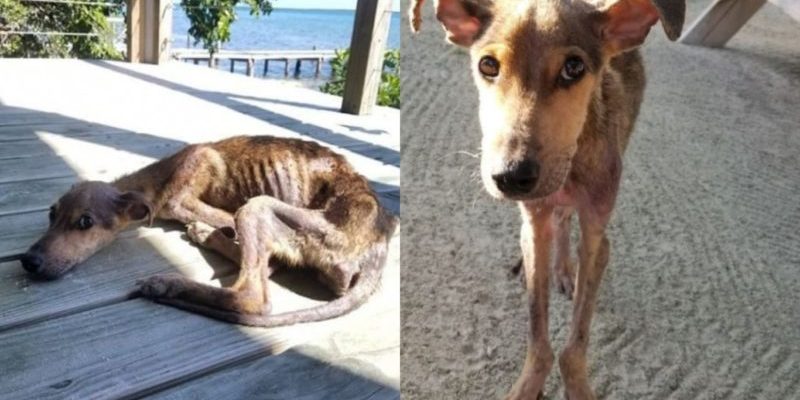 Un homme a trouvé un chien affamé sur une île isolée et lui a sauvé la vie
