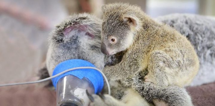 Un bébé koala serre sa mère inconsciente dans ses bras lors d’une opération vitale