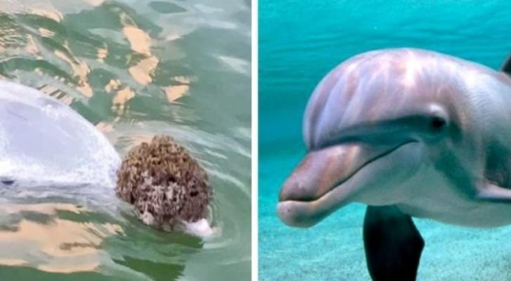 Le dauphin apporte des cadeaux aux gens du fond de l’océan et les échange contre de la nourriture