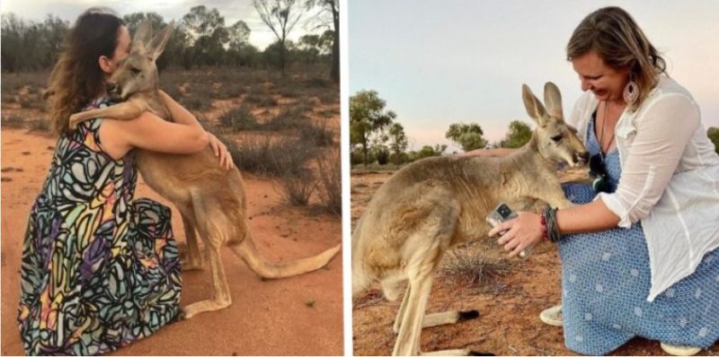 Ce kangourou est si reconnaissant envers les gens qui embrasse chaque jour les personnes qui l’ont sauvé.