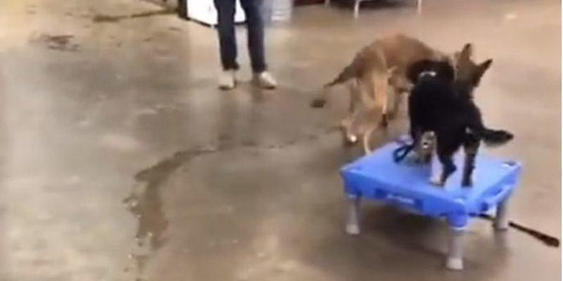 Ce chien échoue au test de chien d’assistance mais devient un star d’Internet