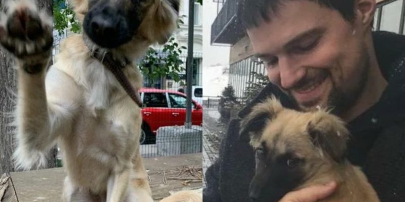 Le célèbre acteur a sauvé un chien dans un état critique et l’a ramené à la maison