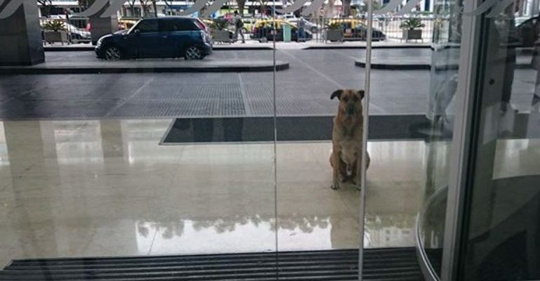 L’hôtesse a finalement adopté un chien qui attendait son arrivée à l’hôtel depuis plusieurs mois