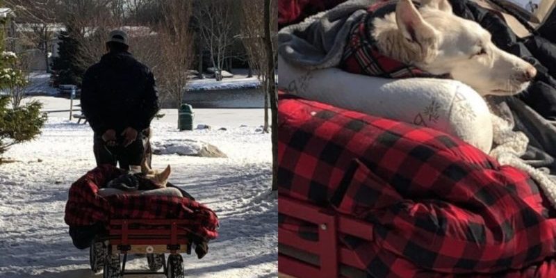 Le propriétaire d’un chien paralysé continue de promener son chien pour qu’il profite de la vie