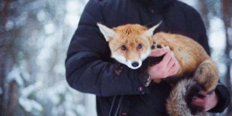 Le renard domestique s’énerve quand ils essaient de le gronder