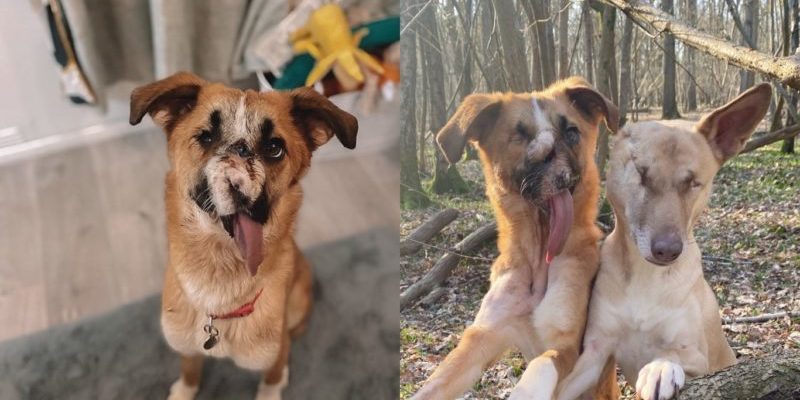 Un adorable chien qui a survécu aux coups et aux balles dans le visage a conquis le cœur de tout le monde