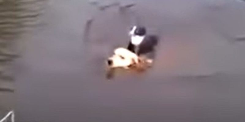 La caméra a filmé un chien héroïque sautant dans un lac pour sauver un chat en train de se noyer