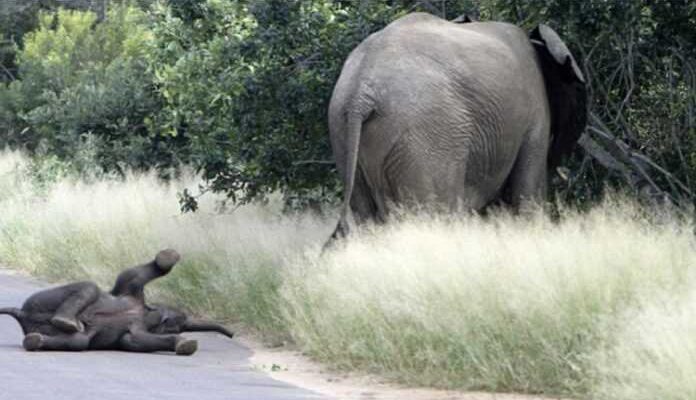 Un bébé éléphant fait la plus belle crise de colère, pleure et se jette par terre