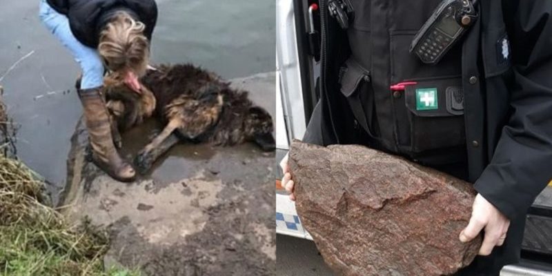 Lorsque la femme a vu le chien se balancer dans l’eau, elle est venue le sauver