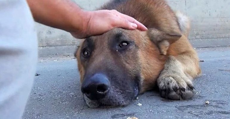 Un chien sans abri, qui avait déjà oublié ce qu’était la gentillesse, s’est allongé et a pleuré